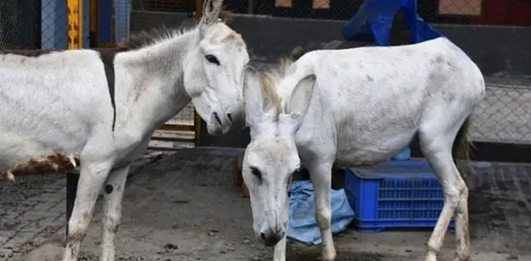 قصور سے گدھے کا گوشت برآمد
