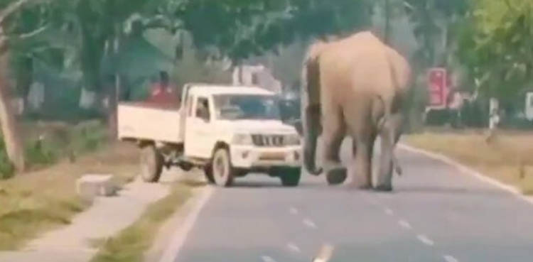غصے میں بپھرے ہاتھی نے ٹرک کو الٹ دیا، ویڈیو وائرل