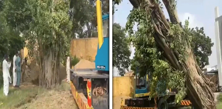 کراچی : بارش میں گرنے والا 150 سالہ قدیم درخت دوبارہ لگا دیا گیا