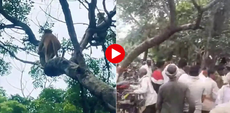 بندر نے کرنسی نوٹ چرا کر ہوا میں اڑا دیے، لوگوں کے لوٹنے کی ویڈیو وائرل