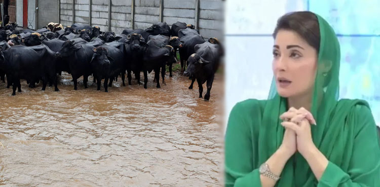 وزیراعلیٰ مریم نواز کی پنجاب ٹیم نے 200 بھینسوں کو ریسکیو کرلیا